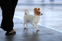 4-6 Puppy- Papillon