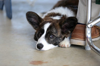 4-6 puppy- Cardigan