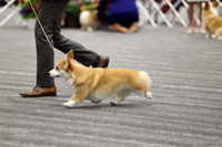 BOB