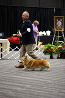 Vet Sweeps- Dog 10-12