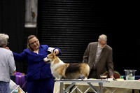 Vet Sweeps- Dog 12+