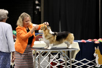 Vet Sweeps- Dog 7-10