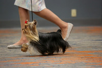 Dogs- 12-18 mos