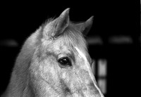 Equine